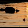 20100711_0075